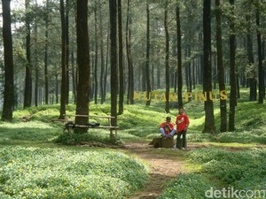 8 Tempat Wisata Purwokerto yang Sejuk, Cocok Buat Healing