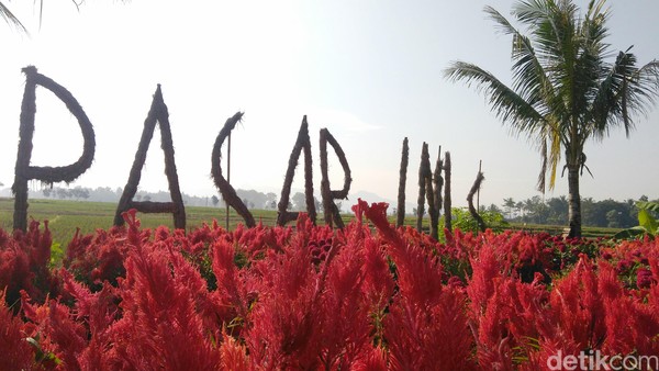 Pasar Inis terletak di Desa Brondongrejo, Kecamatan Purwodadi. Jika sudah sampai di Jalan Yogya KM 7, masuklah ke barat sekitar 3 km dan akan menemukan pasar di tengah hamparan sawah (Rinto Heksantoro/detikcom) Pasar Inis terletak di Desa Brondongrejo, Kecamatan Purwodadi. Jika sudah sampai di Jalan Yogya KM 7, masuklah ke barat sekitar 3 km dan akan menemukan pasar di tengah hamparan sawah (Rinto Heksantoro/detikcom)