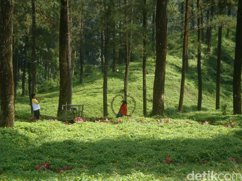 Hutan Pinus Limpakuwus di Banyumas