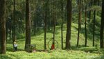 Foto: Hutan Pinus Instagramable di Banyumas