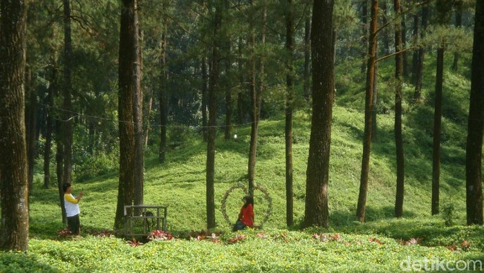 Hutan Pinus Limpakuwus di Banyumas