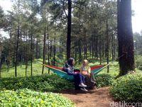 Bukan Cuma Yogya Banyumas Juga Punya Hutan Pinus Yang Indah