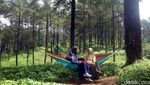 Foto: Hutan Pinus Instagramable di Banyumas