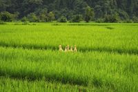 Pertanian Ramah Lingkungan di Jepang Pakai Bebek Sebagai Pembasmi Hama!