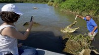 Bahkan juga ada yang berani memberi makan buaya langsung lho. (EZEQUIEL BECERRA/AFP/Getty Images/CNN Travel)