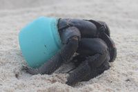Sampah plastik membunuh hewan-hewan di laut (Dr Jennifer Lavers/ABC Australia)