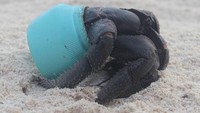 Hewan-hewan di Pulau Henderson pun banyak yang mati akibat sampah-sampahnya (Dr Jennifer Lavers/ABC Australia)