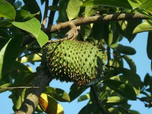 6 Manfaat Daun Sirsak untuk Kesehatan, Kamu Harus Coba!