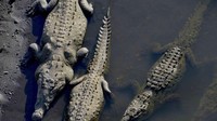 Karena saking populernya, di sana sekarang ada pedagang dengan ragam aksesoris buaya. Juga ada restoran yang memberi embel-embel cocodrilo di papan namanya. Yang tak kalah menarik, di sana juga ada perahu Safari Buaya untuk pelancong yang ingin dekat lebih dengan buaya. (EZEQUIEL BECERRA/AFP/Getty Images/CNN Travel)