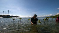 Selain memperingati Hari Bumi, penanaman mangrove itu juga dilaksanakan untuk melindungi ekosistem pesisir di wilayah itu. Foto: ANTARA FOTO/Basri Marzuki.