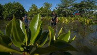 Seorang Relawan Mangrove Tomini (Remot) menanam bakau di pesisir pantai Mertasari, Teluk Tomini, Parigi Moutong, Sulawesi Tengah, Senin (22/4/2019). Foto: ANTARA FOTO/Basri Marzuki.