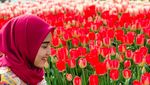 Foto: Cantiknya Ayu Tingting di Taman Bunga Tulip Turki