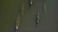 Karena adanya selusinan buaya besar, jembatan utama di atas Sungai Tarcoles ini dikenal juga dengan nama Puente de Cocodrilo atau Jembatan Buaya. (EZEQUIEL BECERRA/AFP/Getty Images/CNN Travel)