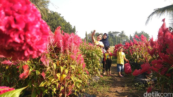Spot-spot unik serta taman bunga juga tersedia di Pasar Inis Purworejo. Pengunjung pun tak henti-hentinya memainkan kamera ponselnya untuk berfoto selfie (Rinto Heksantoro/detikcom)