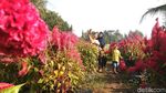 Foto: Pasar di Purworejo Ini Ada di Tengah Sawah