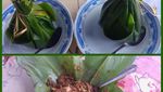 Pagi Ini Paling Mantap Makan Toge Goreng yang Hangat Gurih