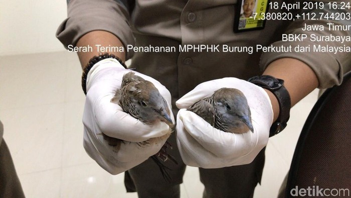 48++ Burung perkutut jawa timur terbaru