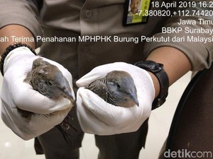 Penyelundupan Perkutut dari Malaysia ke Surabaya Digagalkan