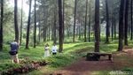 Foto: Hutan Pinus Instagramable di Banyumas