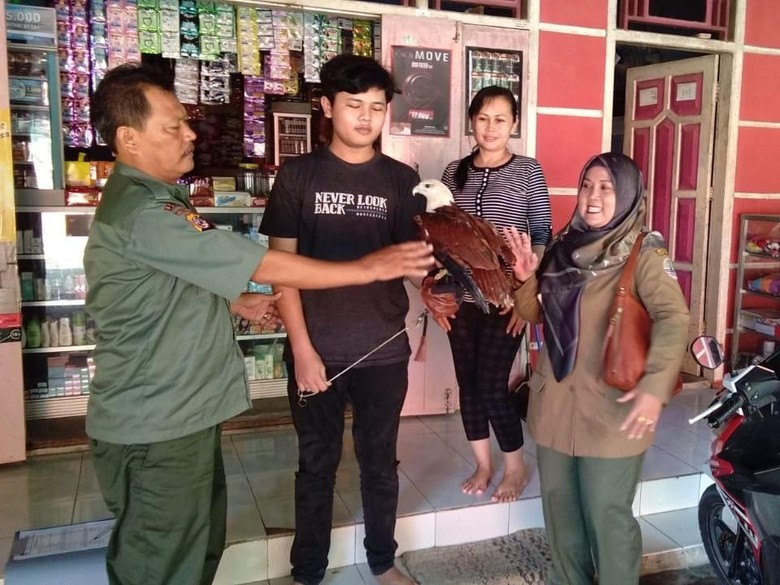 Terancam Punah, Elang Bondol Diserahkan Warga Pangandaran Terancam Punah, Elang Bondol Diserahkan Warga Pangandaran