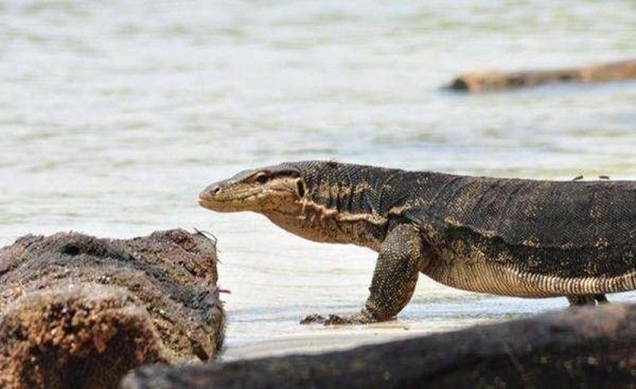 Pulau Biawak Indramayu