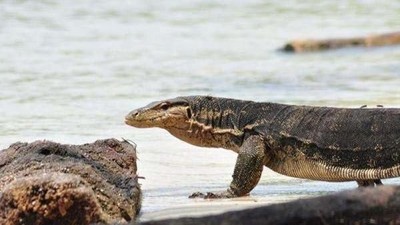 NTT Punya Pulau Komodo, Jawa Barat Punya Pulau Biawak