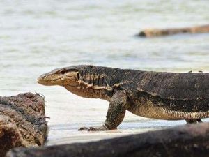 Kepergok Perkosa Biawak, 4 Orang Ditahan