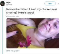 Kocak! Ayam Jago Ini Viral Karena Ngorok Saat Tidur