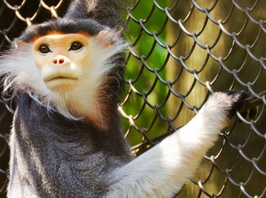 Makan Otak Monyet yang Terancam Punah, Tiga Pria Ini Masuk Penjara