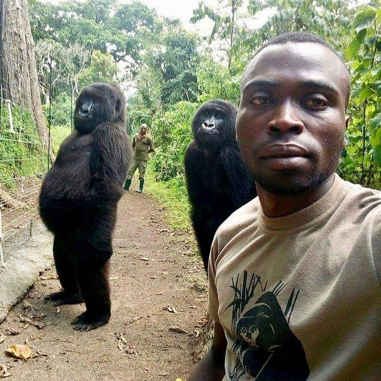 Genit! 2 Gorila di Kongo Sadar Kamera Selfie Bareng Penjaga Taman Genit! 2 Gorila di Kongo Sadar Kamera Selfie Bareng Penjaga Taman