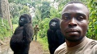 Sebuah foto yang diambil seorang pekerja viral setelah dibagikan di media sosial. Mathieu Shamavu, seorang penjaga Taman Nasional Virunga berpose bersama rekannya dan dua gorila betina Ndakazi dan Ndeze (Virunga National Park/Instagram)