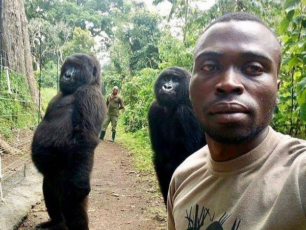 Sebuah foto yang diambil seorang pekerja viral setelah dibagikan di media sosial. Mathieu Shamavu, seorang penjaga Taman Nasional Virunga berpose bersama rekannya dan dua gorila betina Ndakazi dan Ndeze (Virunga National Park/Instagram)