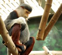 Makan Otak Monyet yang Terancam Punah, Tiga Pria Ini Masuk Penjara