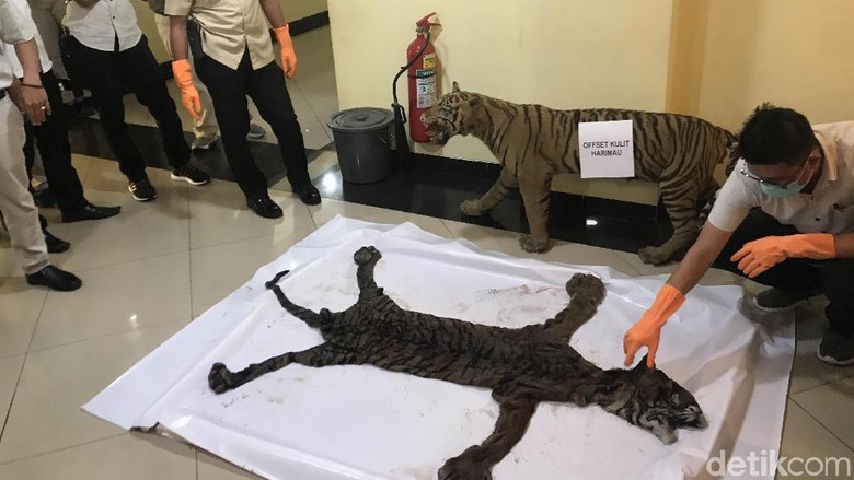 Polisi Bongkar Perdagangan Kulit Harimau di Sumbar Polisi Bongkar Perdagangan Kulit Harimau di Sumbar