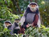Makan Otak Monyet yang Terancam Punah, Tiga Pria Ini Masuk Penjara