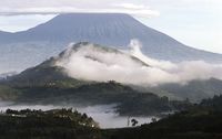 Ini Rumah Gorila Sadar Kamera yang Viral