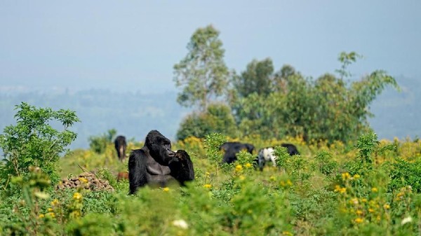 Keberadaan Taman Nasional Virunga yang paling utama adalah untuk melindungi habitat gorila gunung yang tinggal di Hutan Virunga Massif (iStock)  