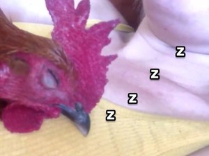 Kocak! Ayam Jago Ini Viral Karena Ngorok Saat Tidur