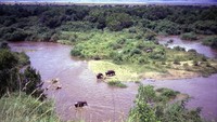 Di Taman Nasional Virunga Kongo Ada gajah, kuda nil, okapis, singa dan gorila gunung sebanyak 218 spesies. Burung di sini mencapai 706 spesies, reptil sebanyak 109 spesies, amfibi sebanyak 78 spesies dan primata sebanyak 22 spesies (iStock)