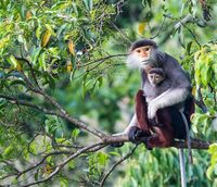 Makan Otak Monyet yang Terancam Punah, Tiga Pria Ini Masuk Penjara