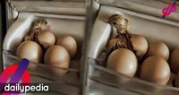 Simpan Telur di Kulkas, Wanita Ini Temukan Anak Ayam yang Menetas