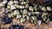 Seafood yang satu ini terbilang langka, namanya lucifers fingers atau goose neck barnacle. Harganya bisa mencapai Rp 950 ribu per buahnya.  Foto: istimewa