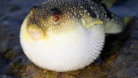 Di Jepang, ikan fugu memang masih kerap disajikan namun hanya chef bersertifikat yang boleh mengolahnya. Sajian ikan fugu dibanderol dengan harga Rp 2,8 juta perporsi. Foto: istimewa