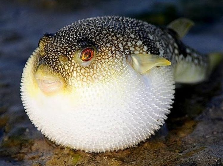 Harus Tajir Kalau Mau Cicip 8 Seafood Termahal di Dunia