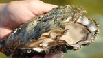 Harus Tajir Kalau Mau Cicip 8 Seafood Termahal di Dunia
