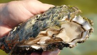 Ini tiram raja yang banyak ditangkap di kawasan Coffin Bay di Australia. Tiram berukuran besar ini dibanderol Rp 1,4 juta per kilogramnya. Foto: istimewa