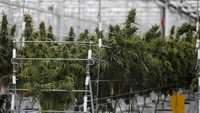 Bisnis ganja mulai merangkak naik usai sejumlah negara melegalkan tanaman tersebut untuk pengobatan.