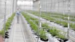 Transformasi Bisnis Ganja, Dulu Ilegal Kini Bernilai Triliunan