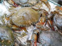 Kress! Lemburi Bercangkang Lunak Jadi Favorit Pencinta Kepiting