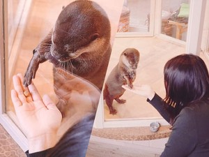Ada Kafe Berang-berang di Jepang yang Dicurigai Merupakan Satwa yang Dilindungi
